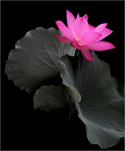 Picture of A Pink Lotus Flower